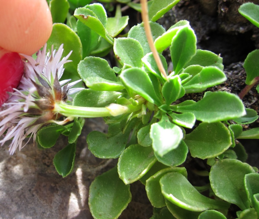 Globularia cordifolia subsp. neapolitana